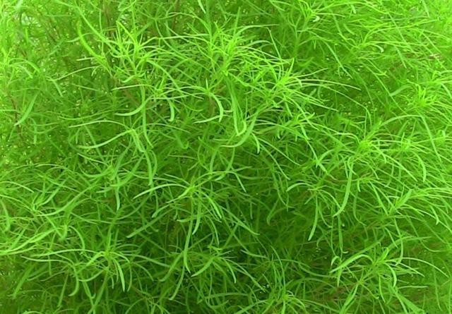 GUPPY GRASS.....12 CUPS.....SEE VIDEO!