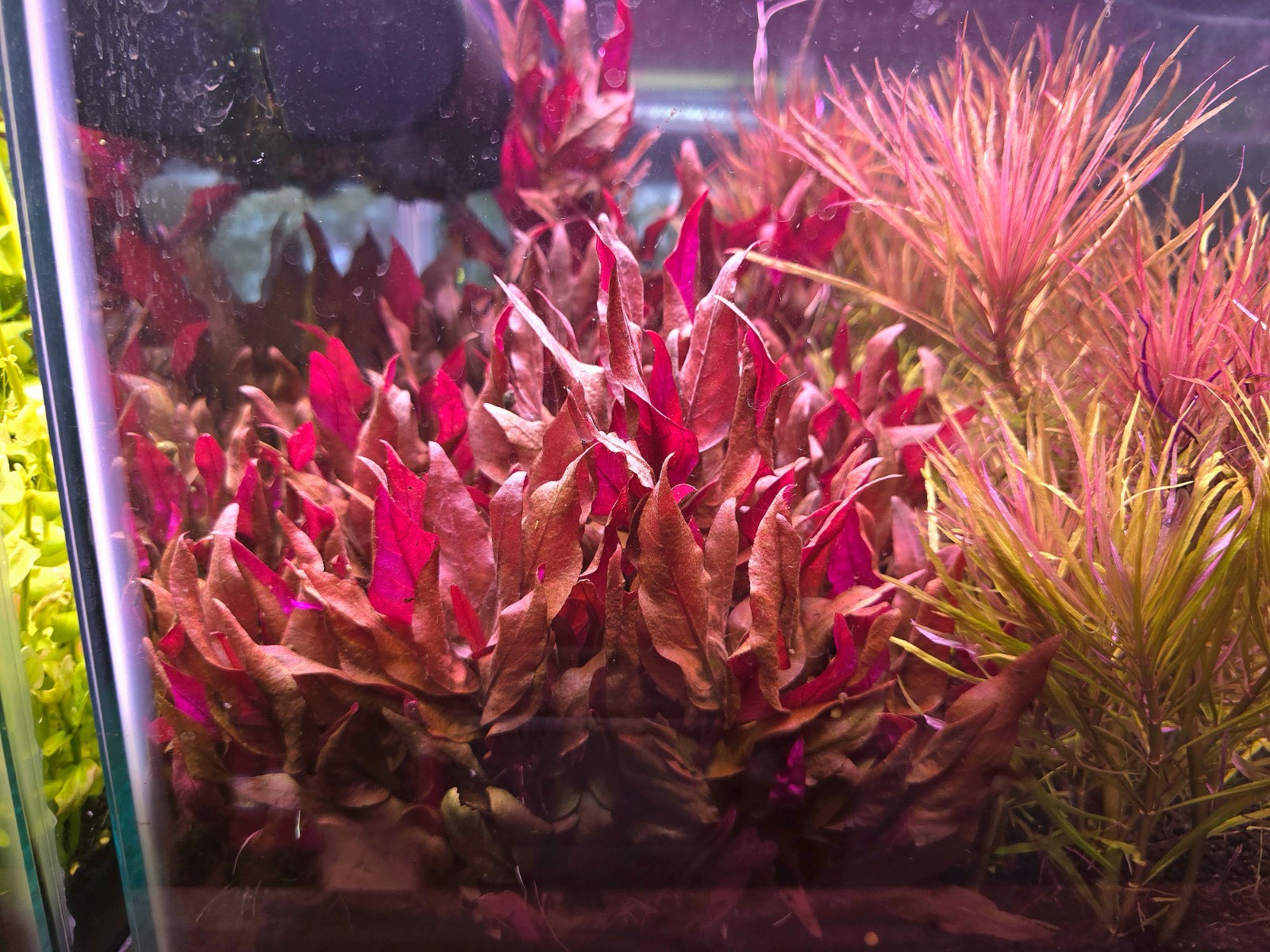 Alternanthera Reineckii Mini - Live Aquatic Fish Tank Shrimp Tank Stem Plant
