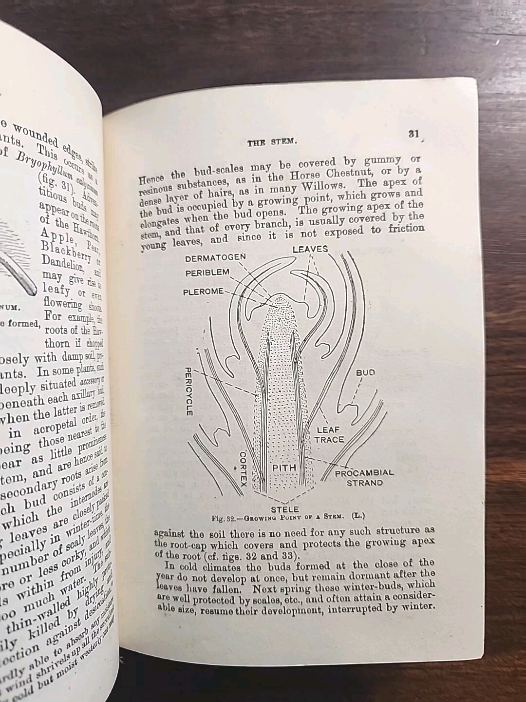 ELEMENTARY BOTANY 1921 RARE
