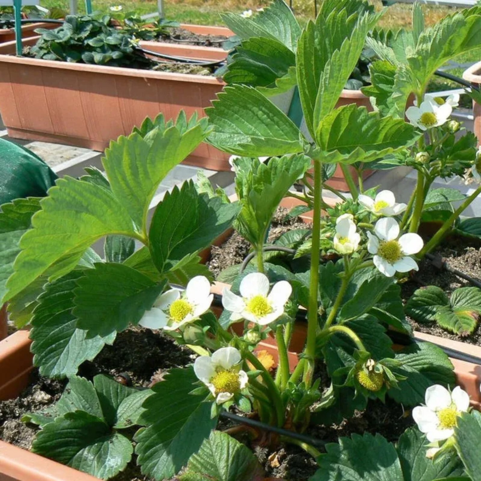 Cream Strawberry Seeds – 200 Seeds – Non-GMO Perennial Variety for Garden Beds