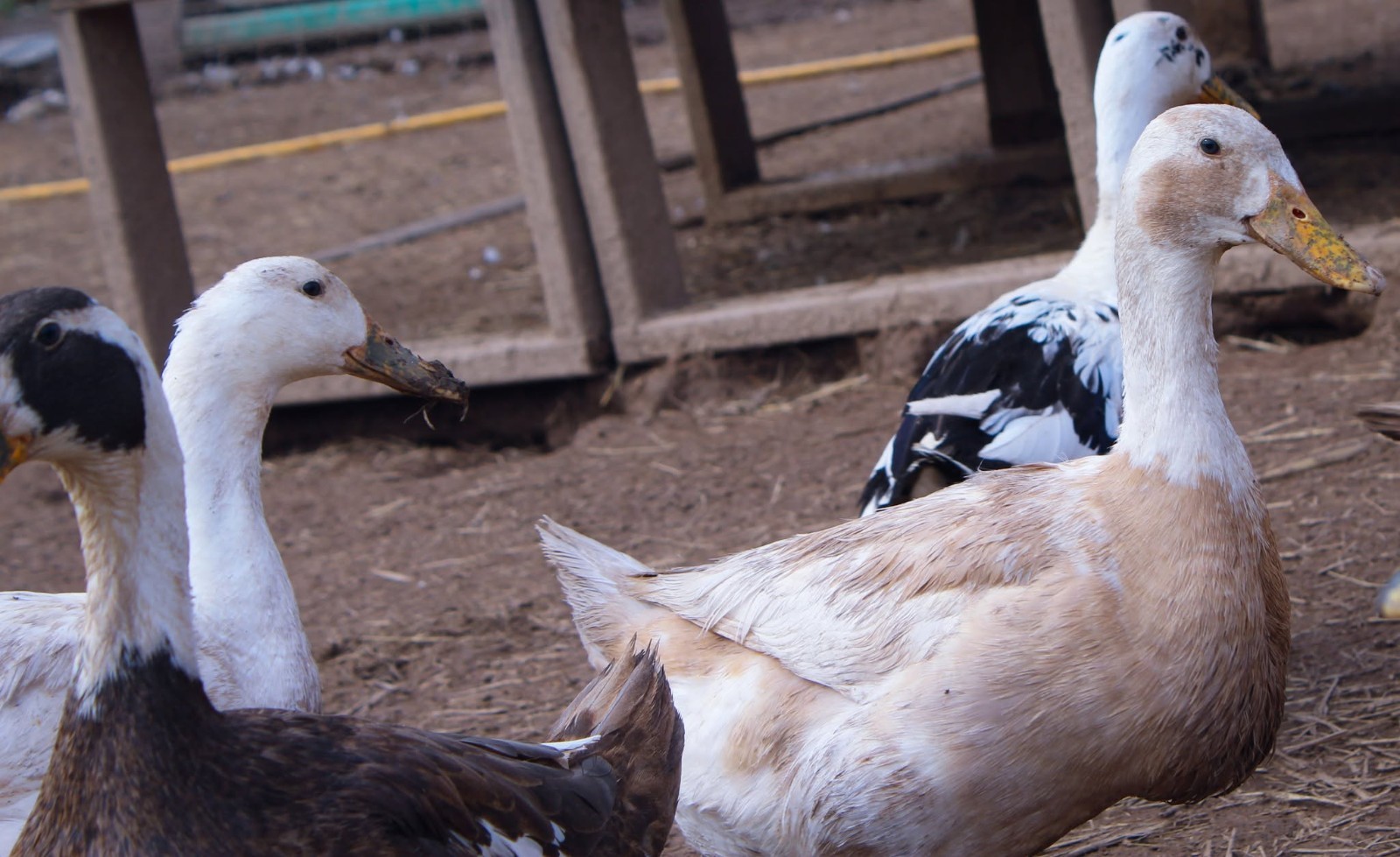 Half Dozen Ancona Duck Hatching Eggs-PA Shipping Only