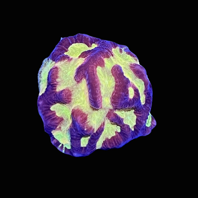 Firestorm Platygyra Coral (3/4" - 1") - SAQ Coral Farm