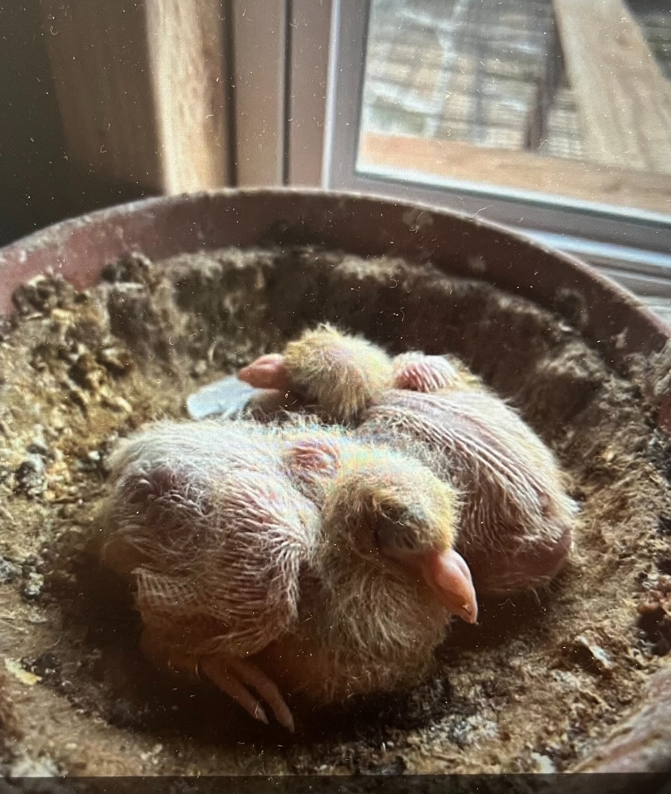 4 Hatching Eggs  - White Racing Pigeons Fertile