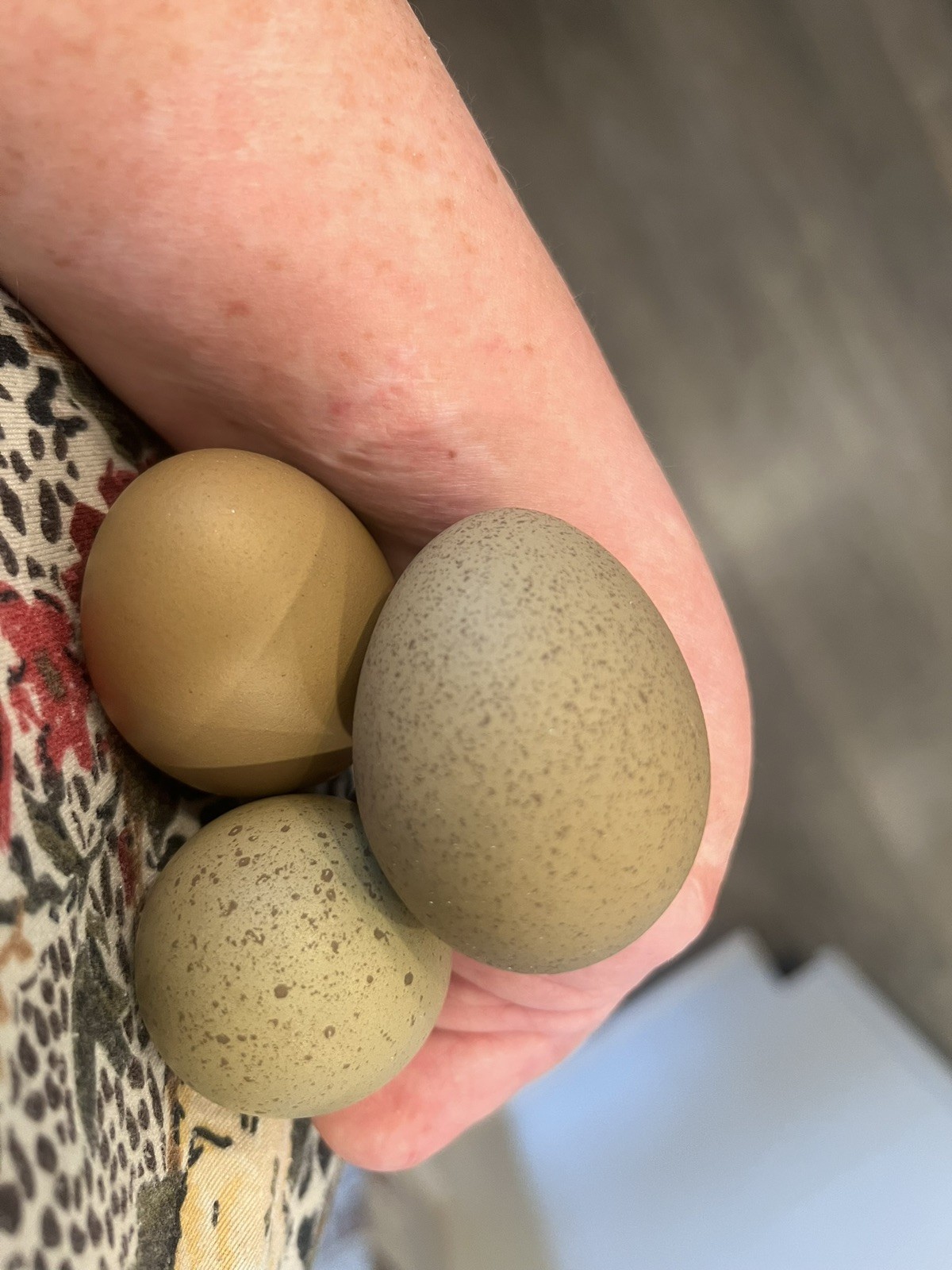 Speckled Galaxy Hatching EGGS Welsummers, Marans, Backcrossed Olive Eggers ✨🐣