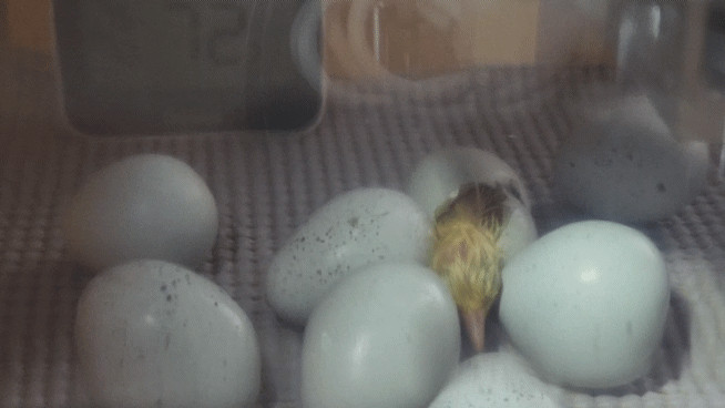 6++ Organically raised Welsh Harlequin Hatching Eggs. NPIP cert. 35-0909