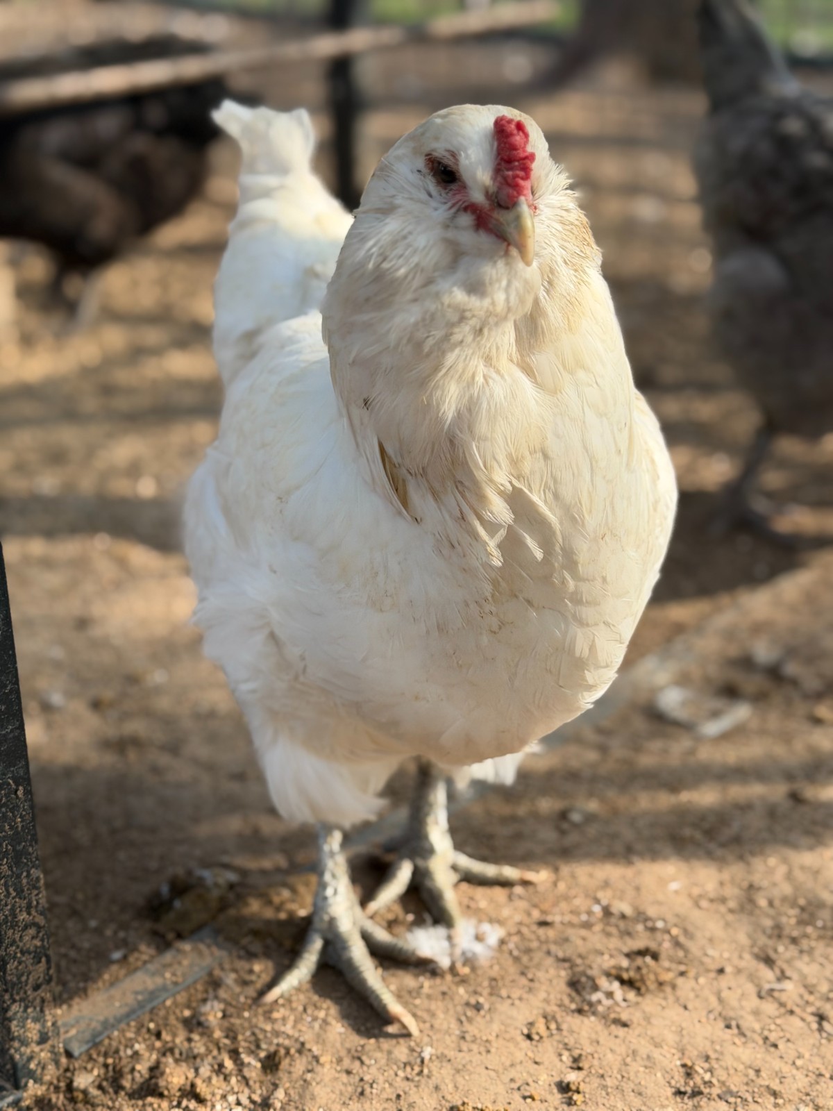 12 (+2 Extra) Easter - Olive Egger RAINBOW Chicken Hatching Eggs Mix Speckled