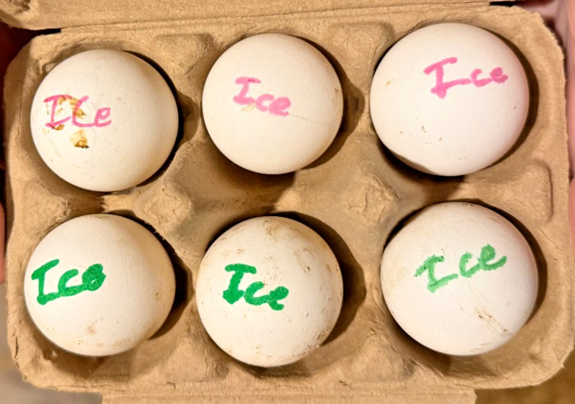 5+ Icelandic Hatching Fertile Hatching Eggs!