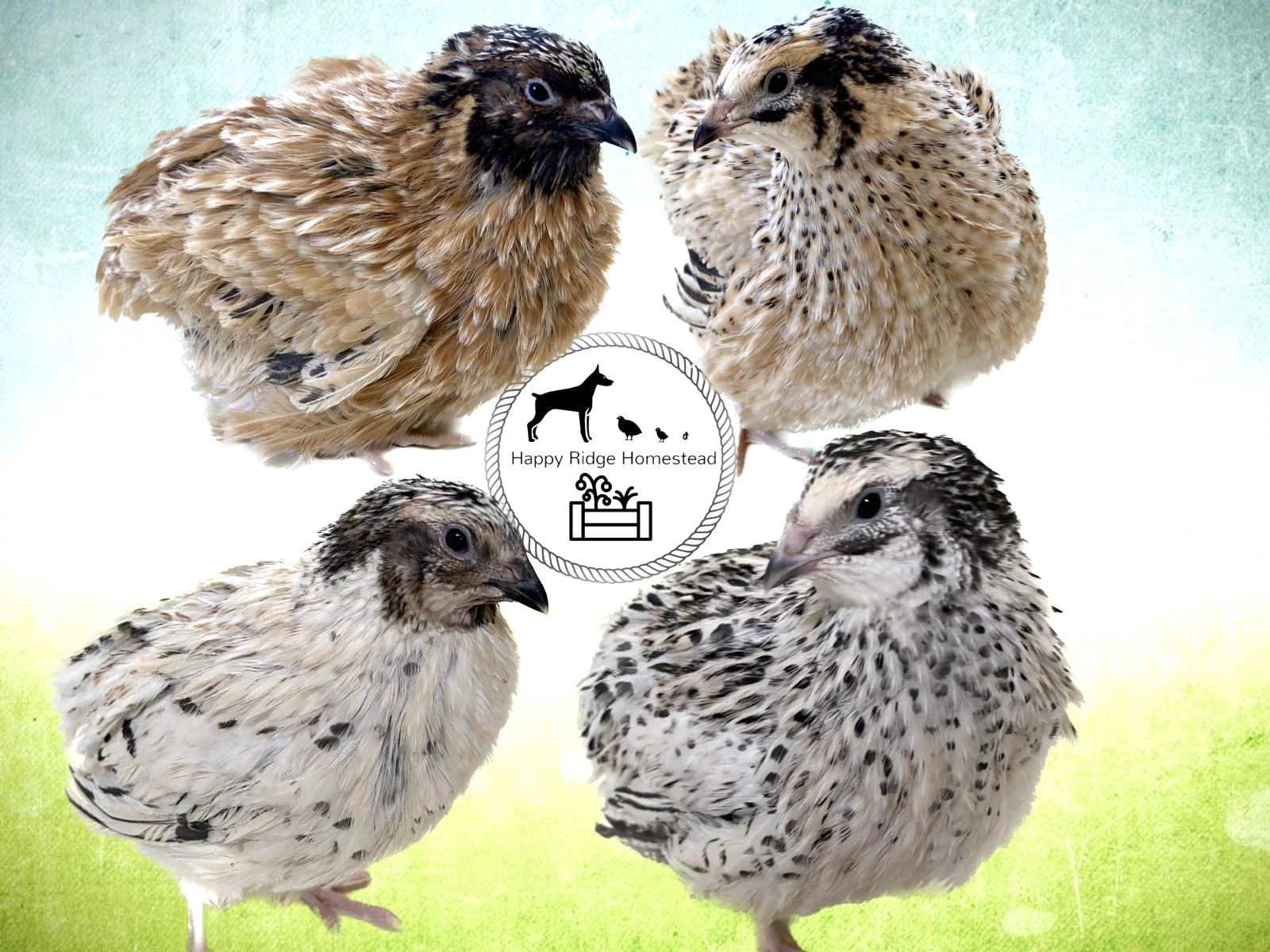60 Jumbo Pearl Fee & Fawn Coturnix Quail Hatching Eggs-Ships UPS 2nd Day Air