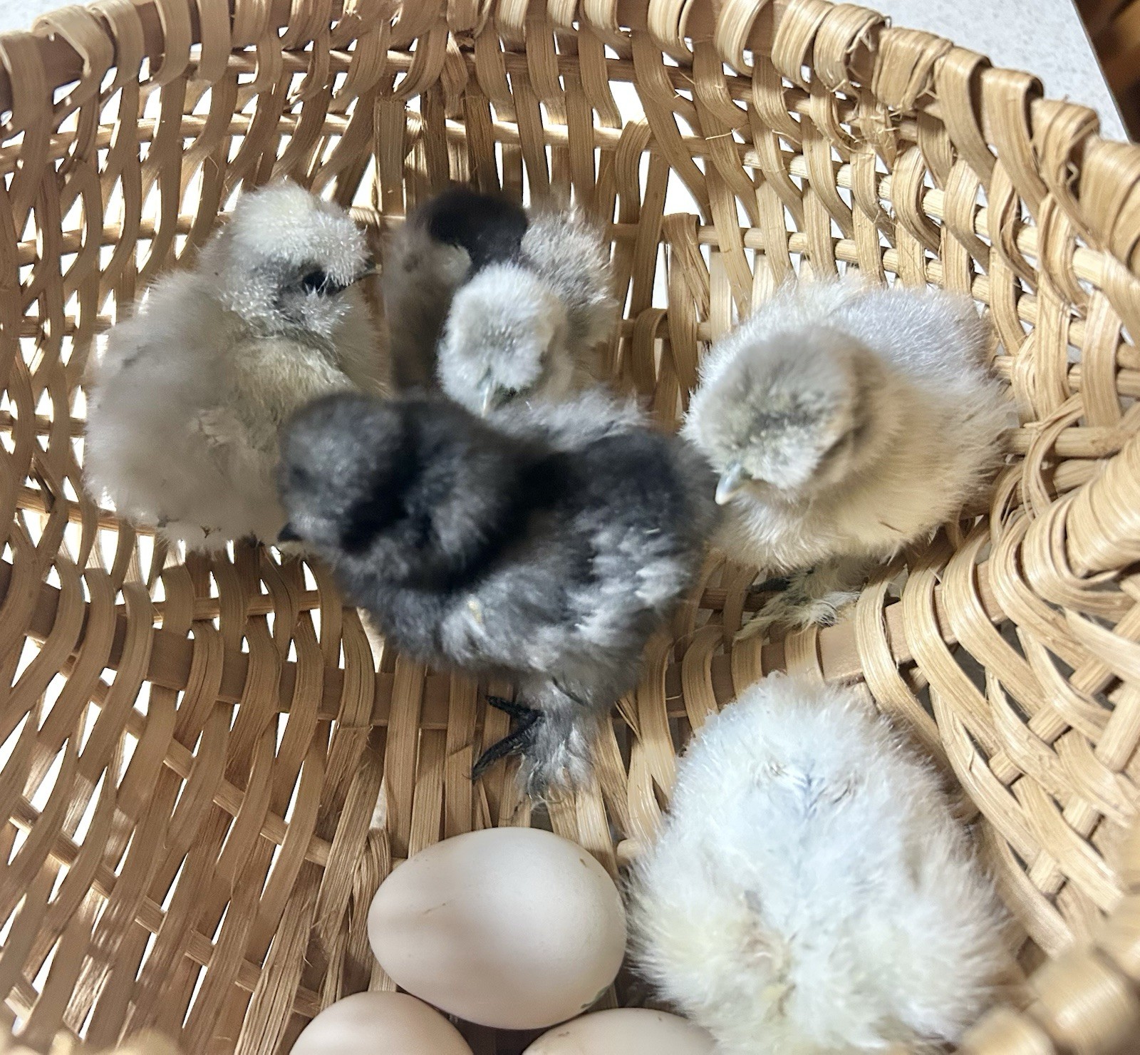6+ Silkie Hatching Eggs - Fertile- NPIP