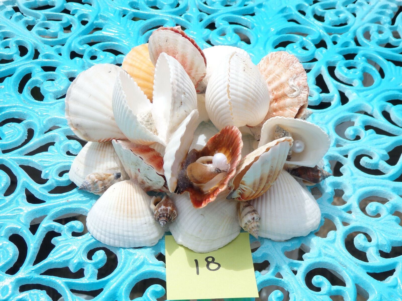 Sea SHELL Art (#18) sculpture - open White Clams, 3 pearls, 11 baby shells, natu