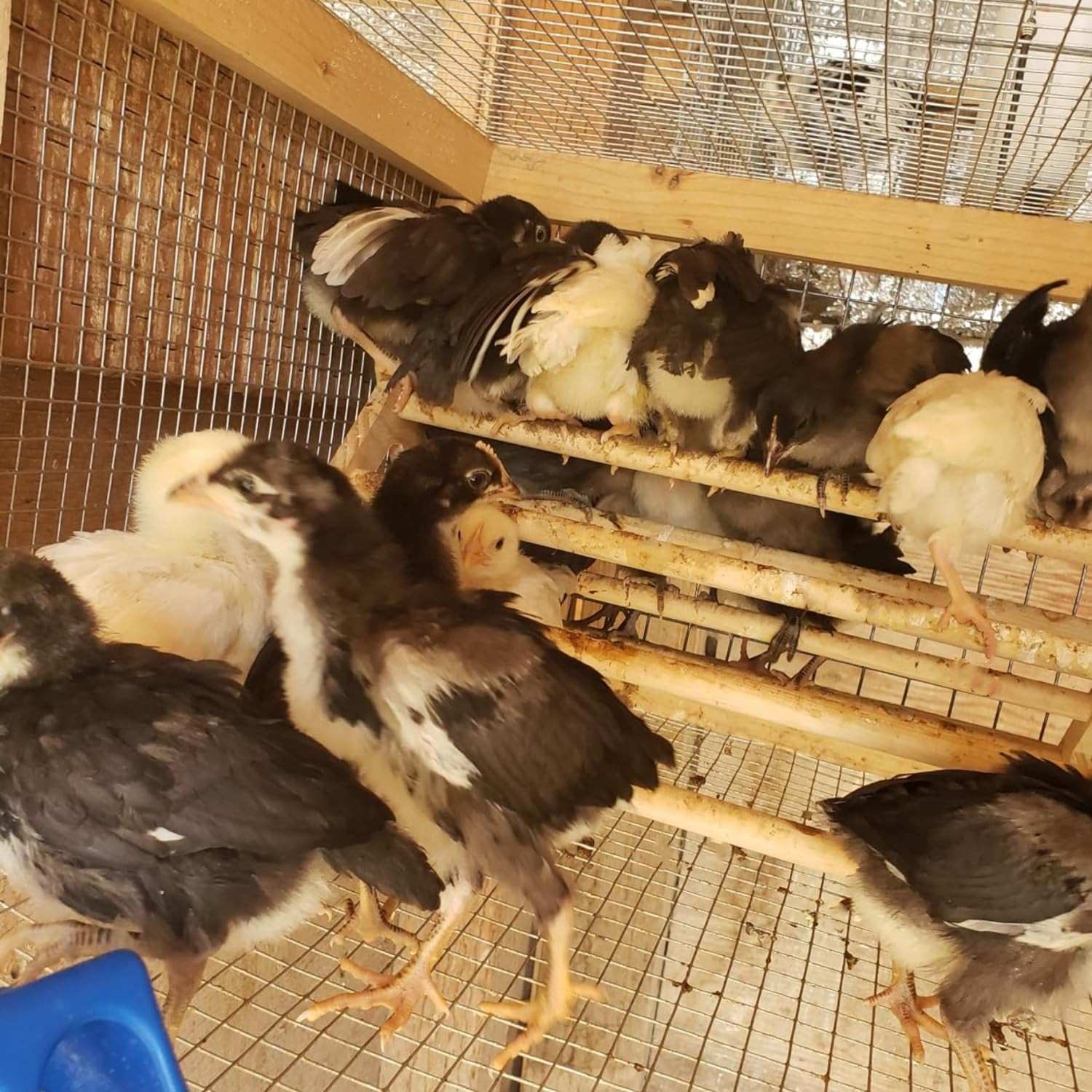 Chick Perch Chicken Coop Toys and Accessories,Chick Roosting Bar,Brooder for ...