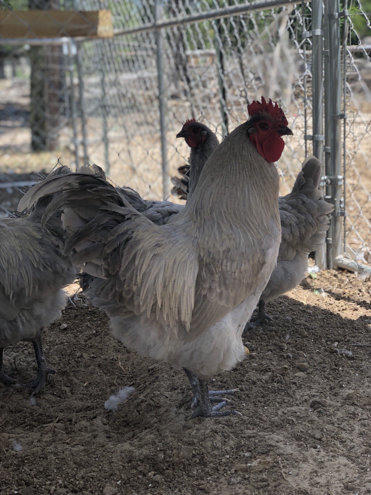 8 + 2 Lavender Orpington Hatching Eggs Purebred Chickens