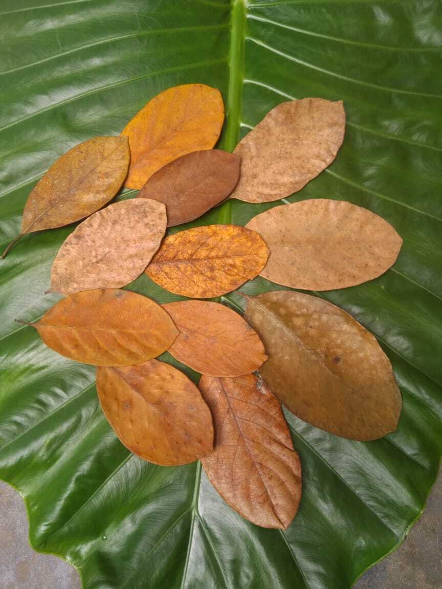 Home Grown Ceylon Natural Organic Bio Dried Jack Fruit Leaves Aquarium 50 PCs