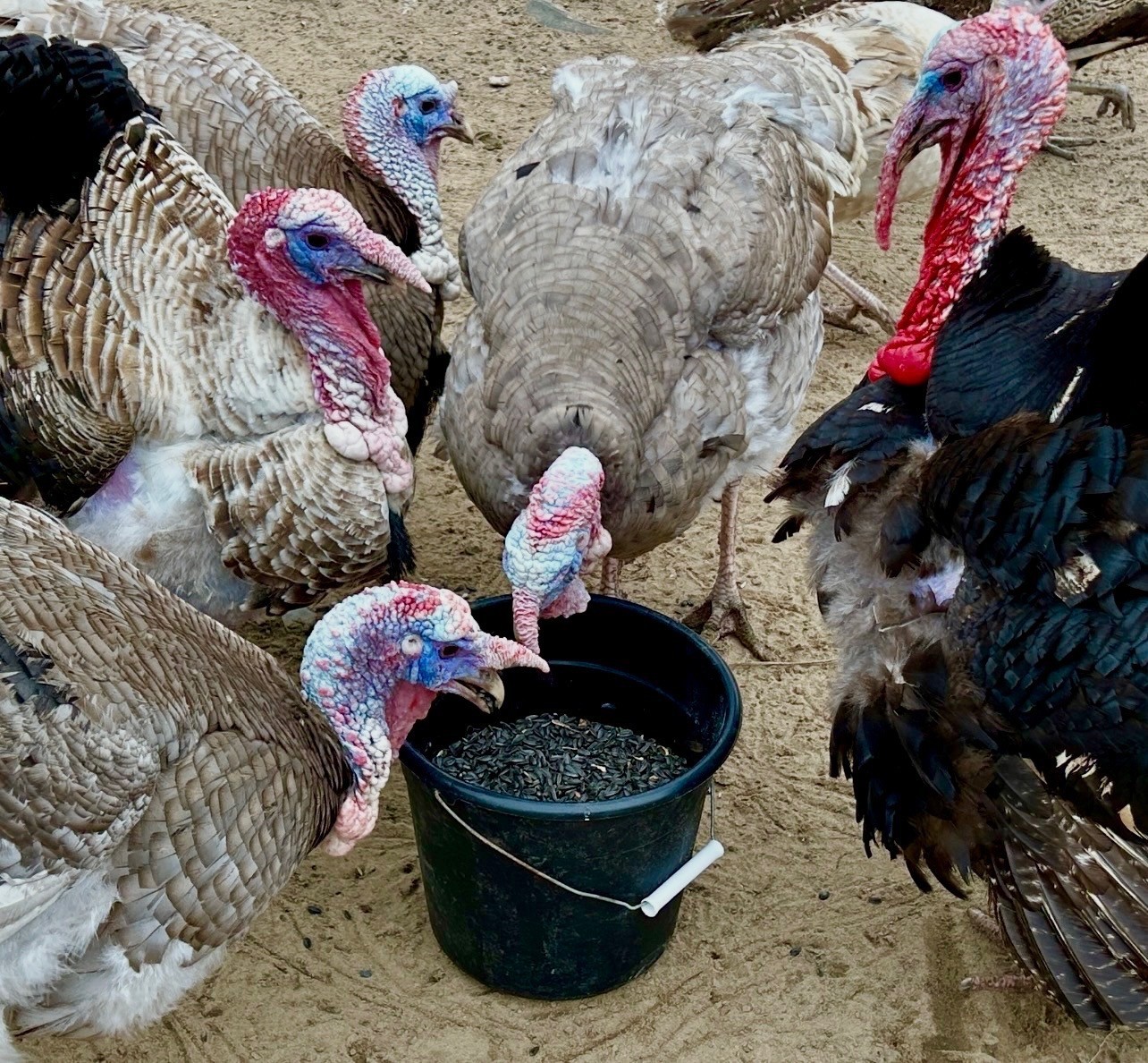 6 Fresh And Fertilized Domestic Barnyard Mix Heritage Turkey Hatching Eggs