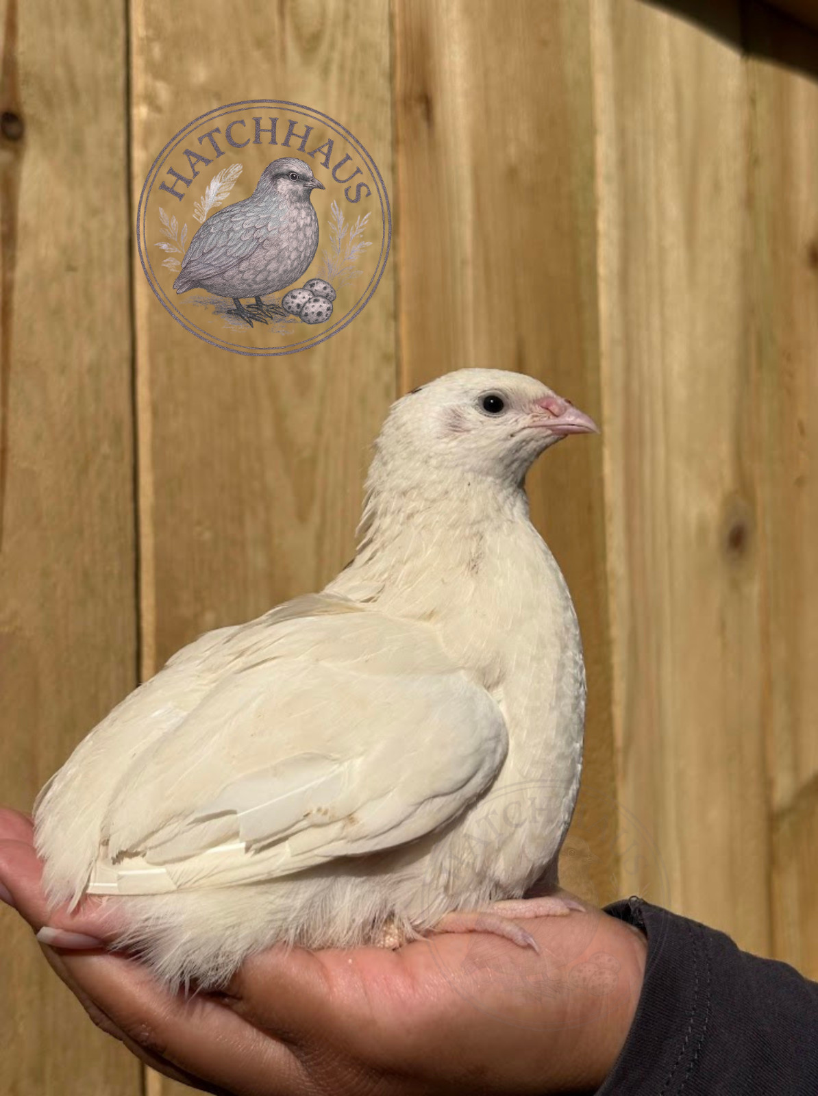 100 Assorted RARE COLORS Coturnix Quail Hatching Eggs - shipped in foam