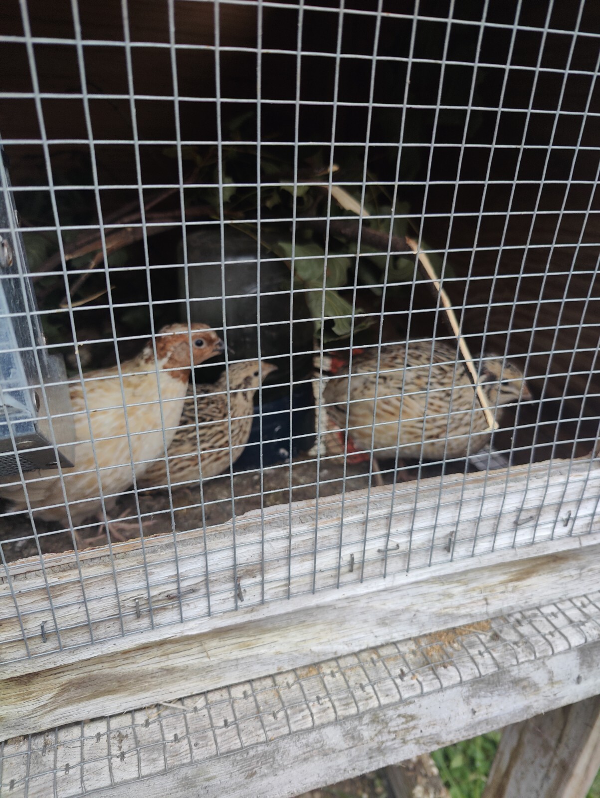 quail hatching eggs for sale