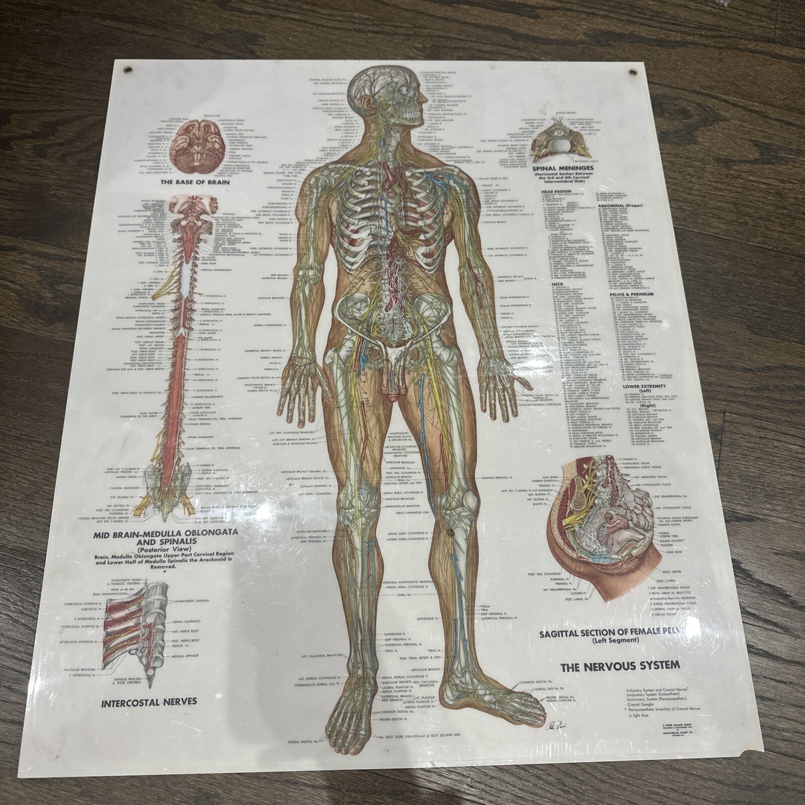 The Nervous System Peter Bachin 1949 Original Vintage