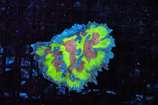 Pectinia Coral WYSIWYG - SAQ Coral Farm