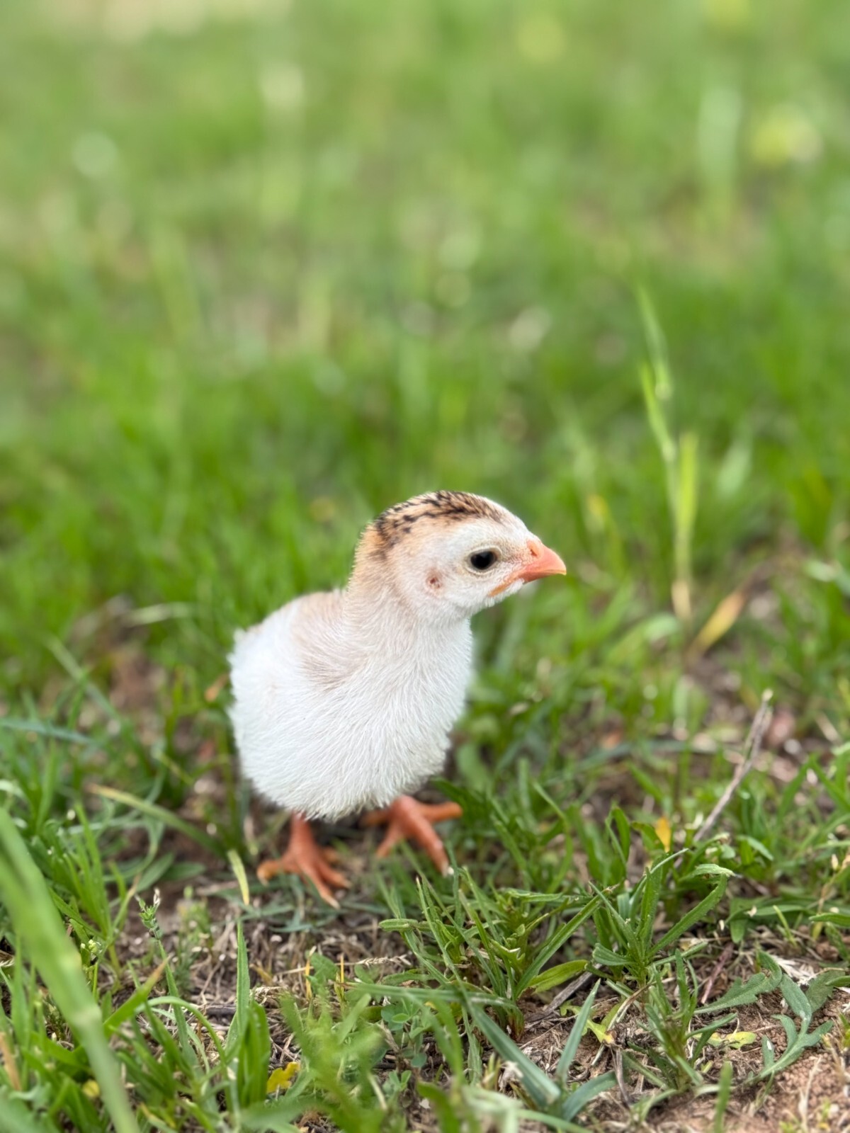 14 FRESH GUINEA FOWL HATCHING EGGS READY
