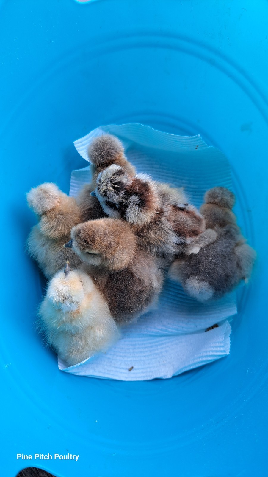 6+1 Silkie Hatching Eggs Npip