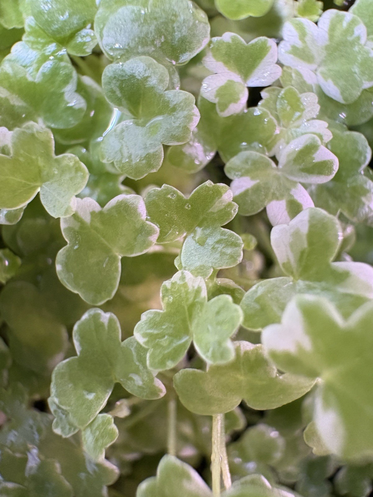 Hydrocotyle Tripartita Mini Variegated - Live Aquarium Plant - 3x3 Portion