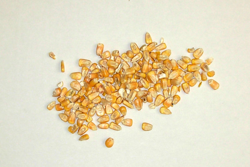 CORN Heating Bag w/WASHABLE Cover 10" x 12" Sectioned~ LOWER BACK~100% Natural!