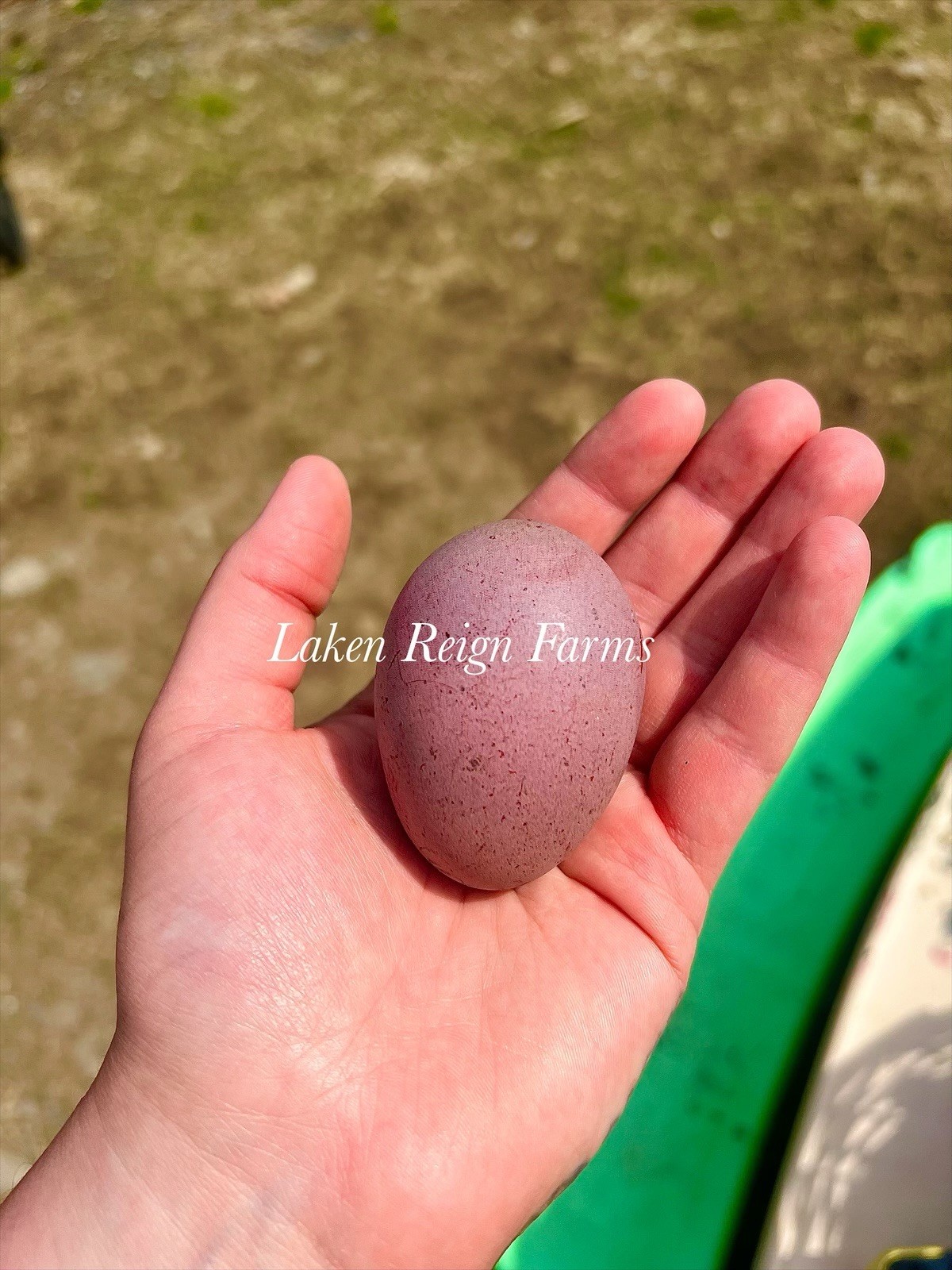 12 Rainbow Hatching Eggs Blooms, Speckles, NPIP/AI