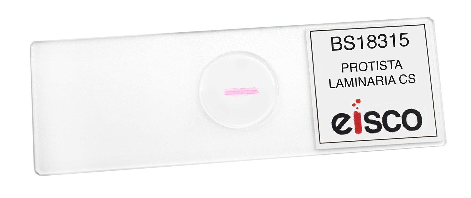 EISCO Protista Laminaria - Cross Section Prepared Microscope Slide 75 x 25mm...