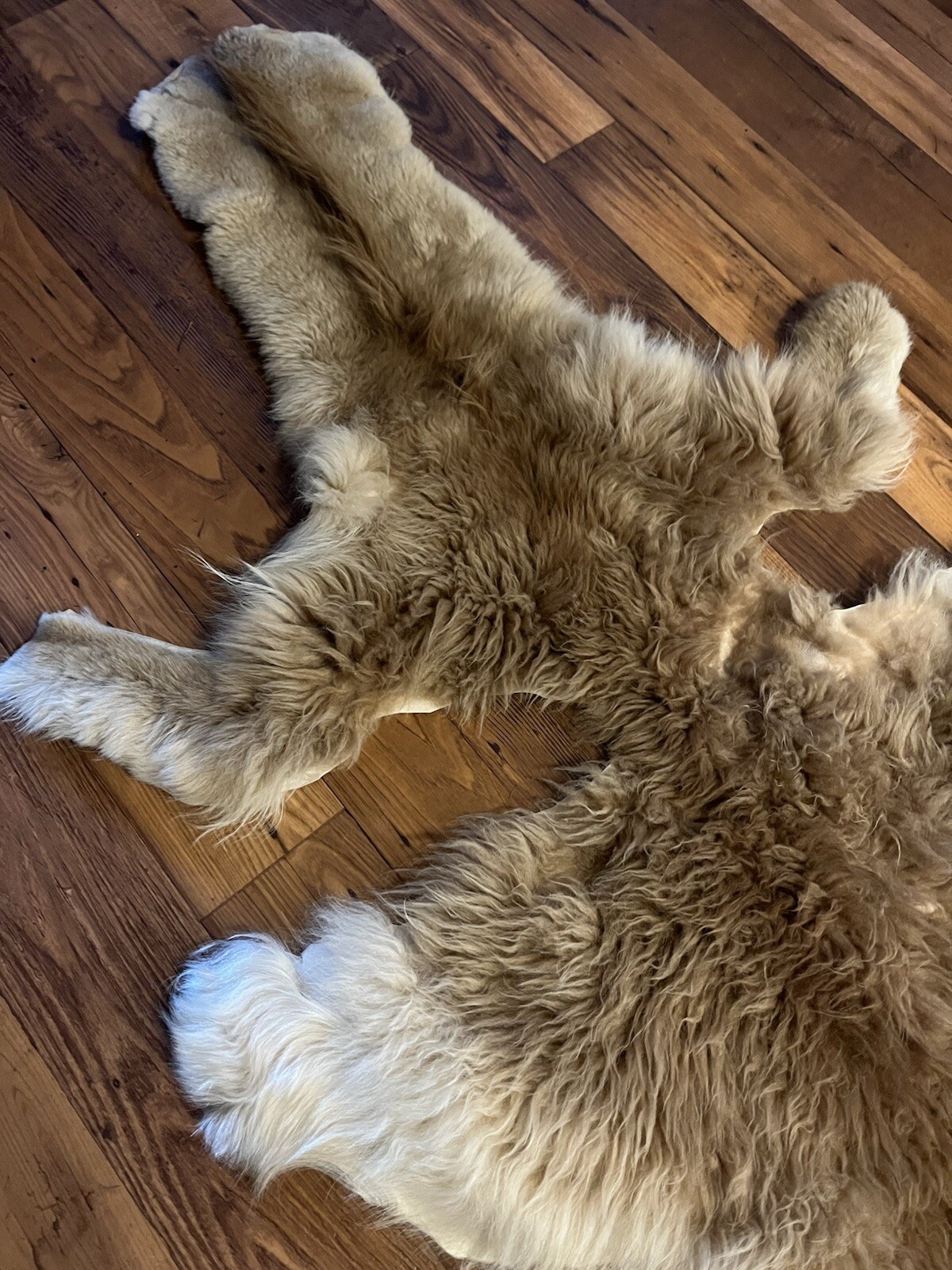 Alpaca Hide