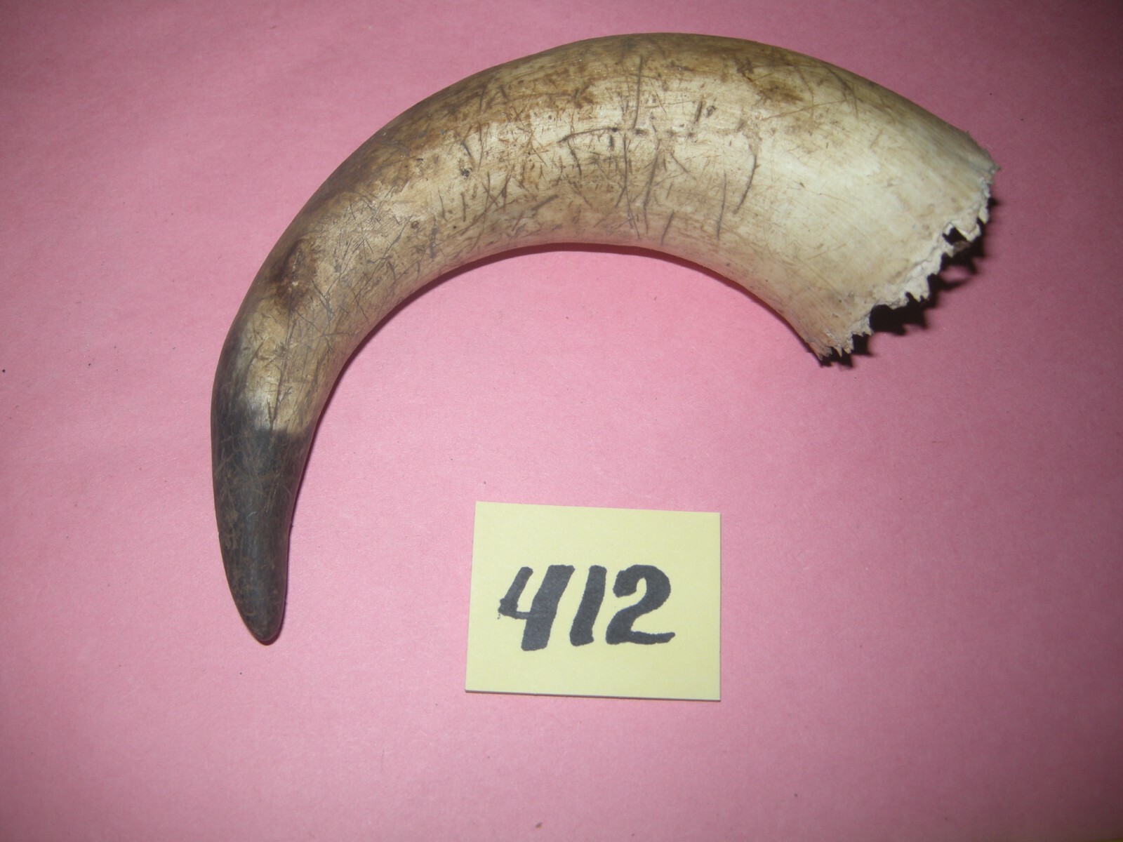 Old steer horn used to make powder horn