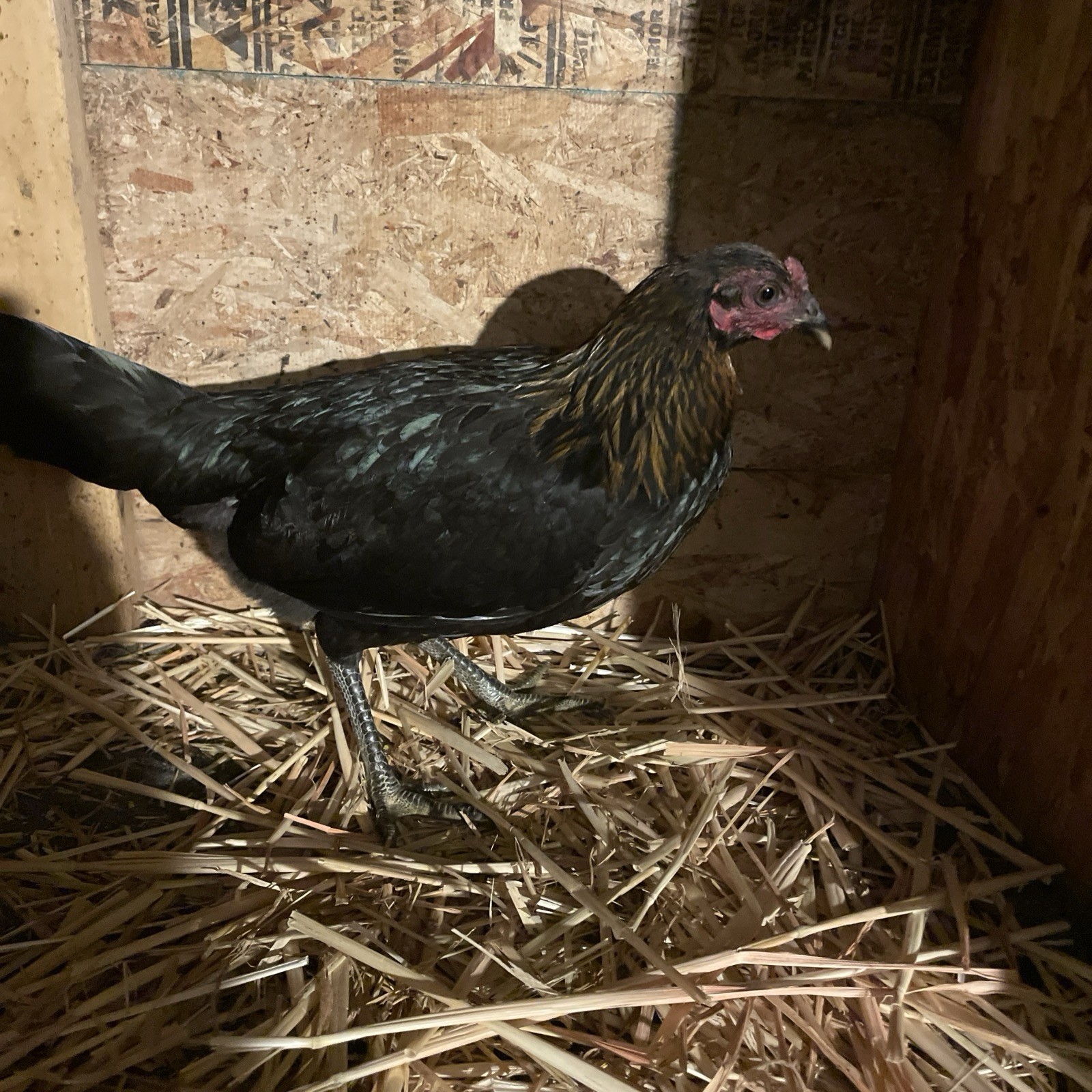 6+ Chicken Hatching Eggs