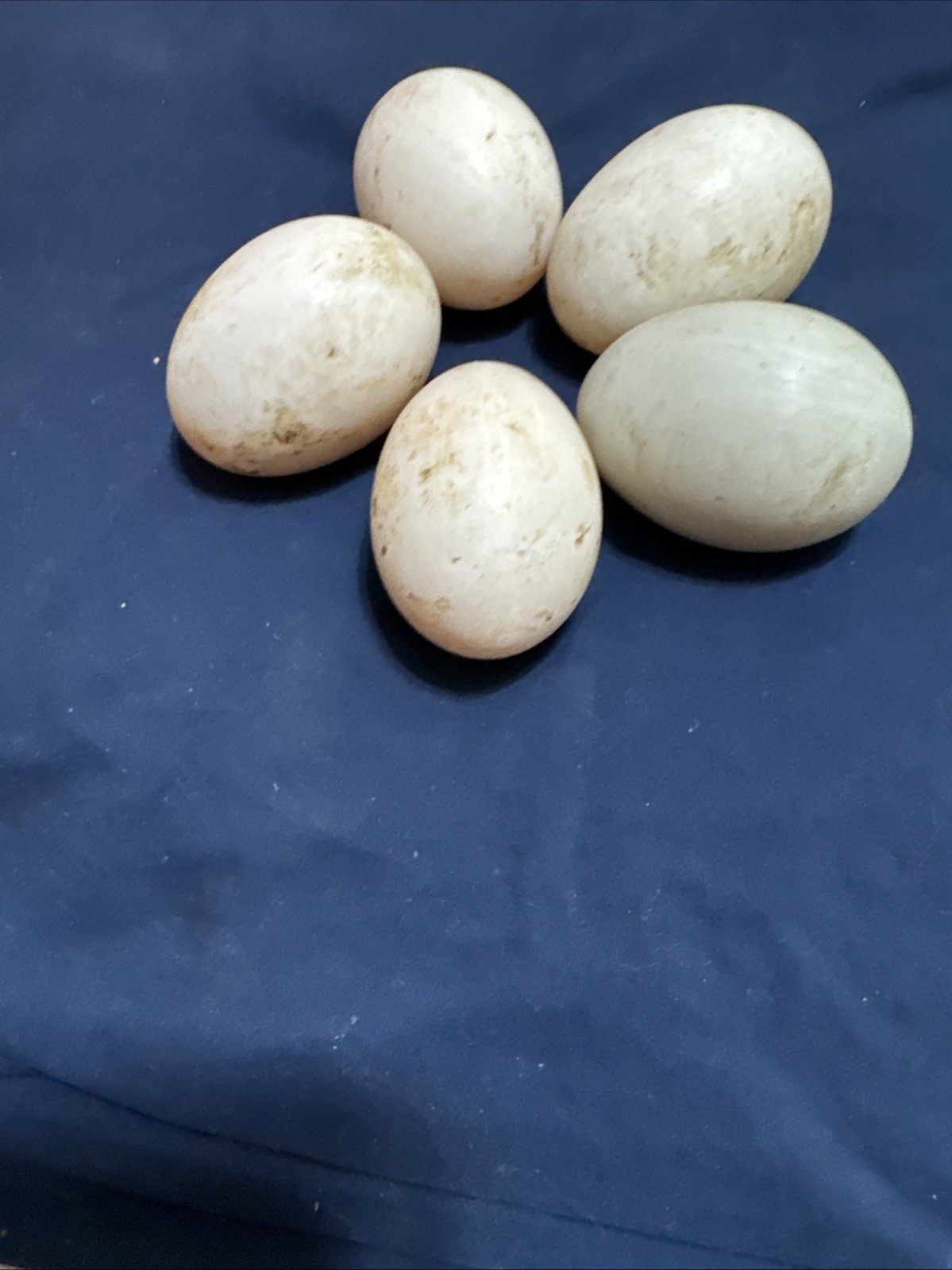 Blue Swedish duck Hatching Eggs, blue black silver ￼