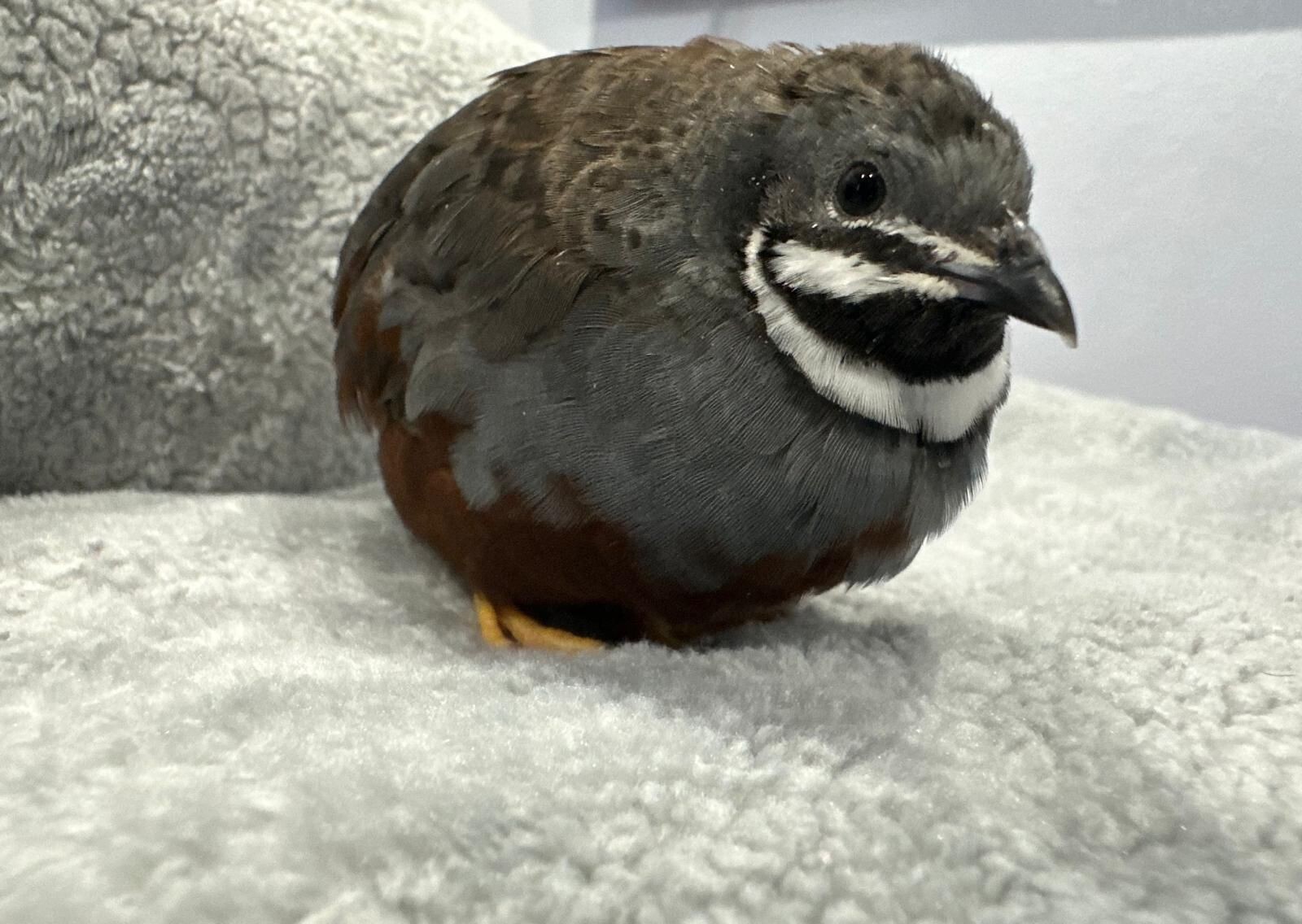 16  Button Quail RAREST COLORS HATCHING EGGS!