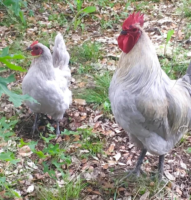 6+ Fertile Opal Legbar hatching eggs Rare Breed