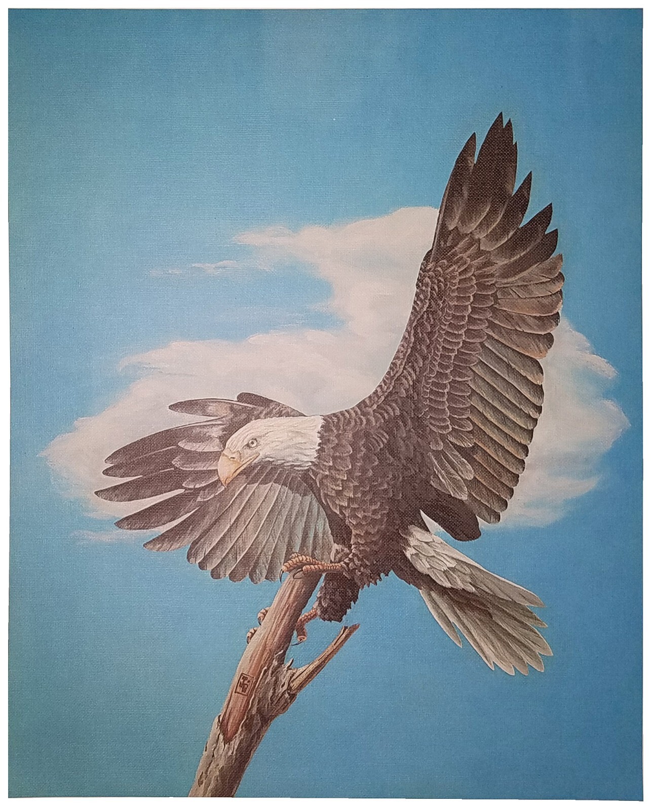 American Eagle on Branch Color Print 16" x 19.8" Outstanding Artwork