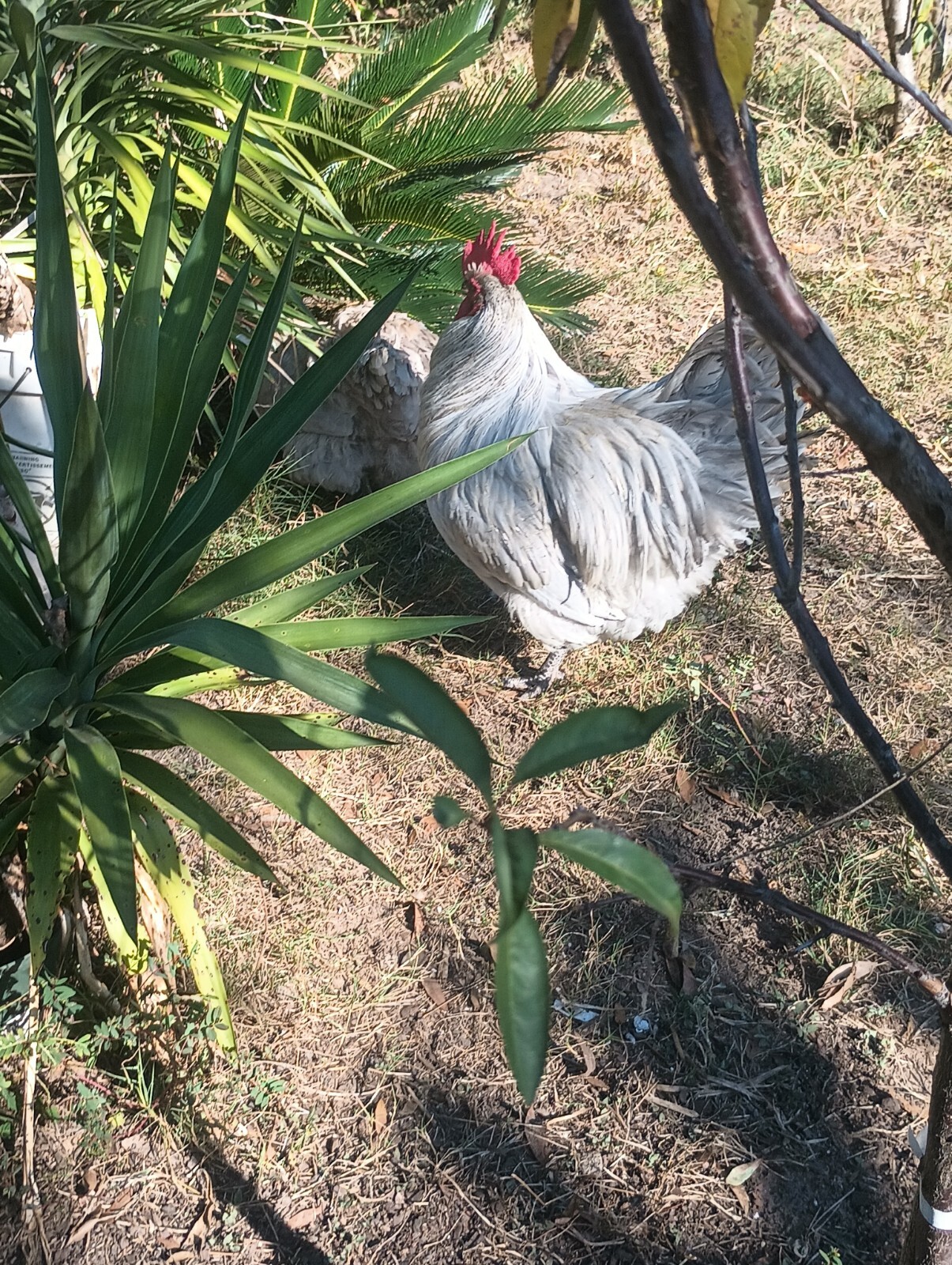 **RARE**(6) Lavender Orpington Hatching Eggs