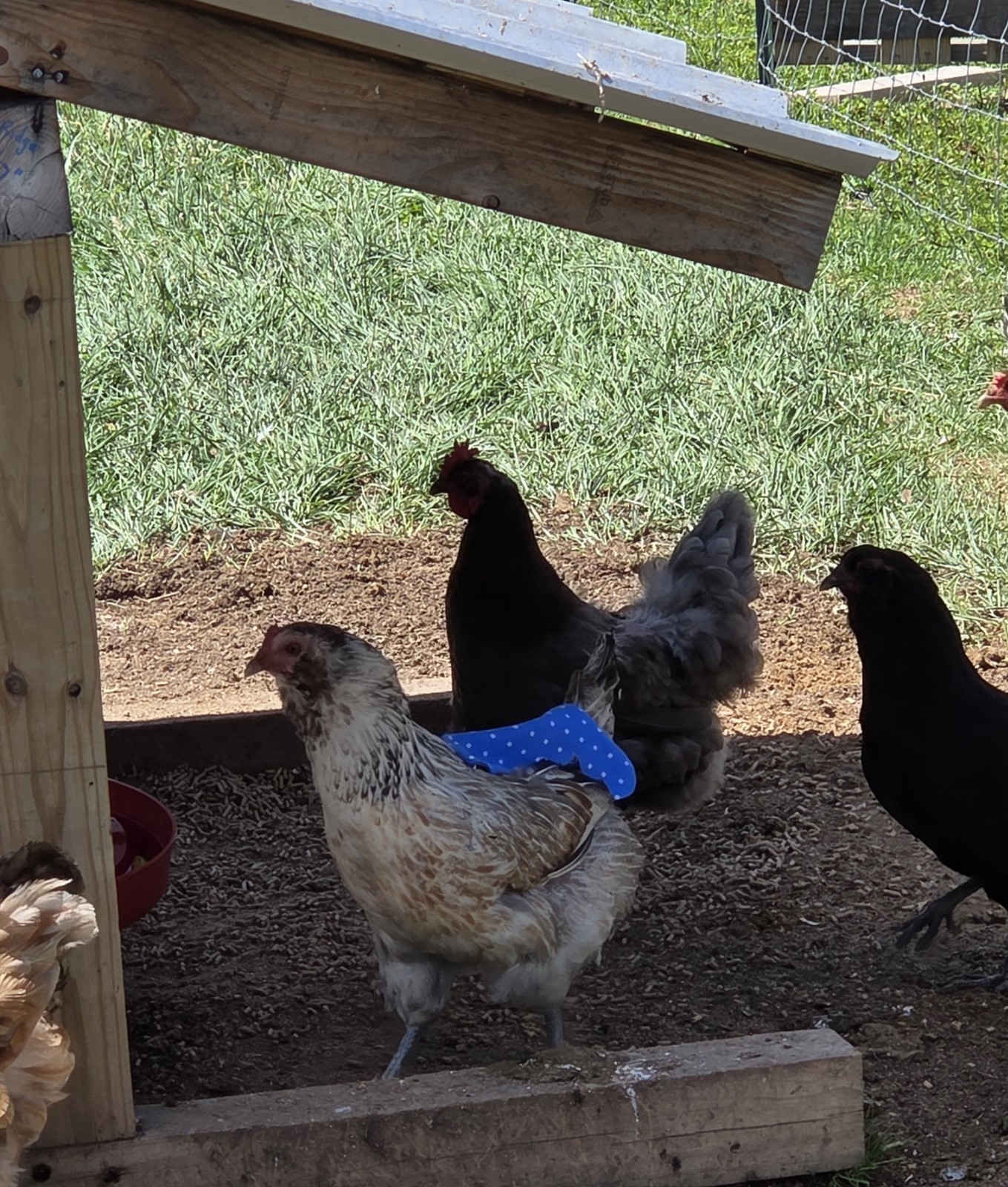 Standard Hen Chicken Saddle Denim Backed