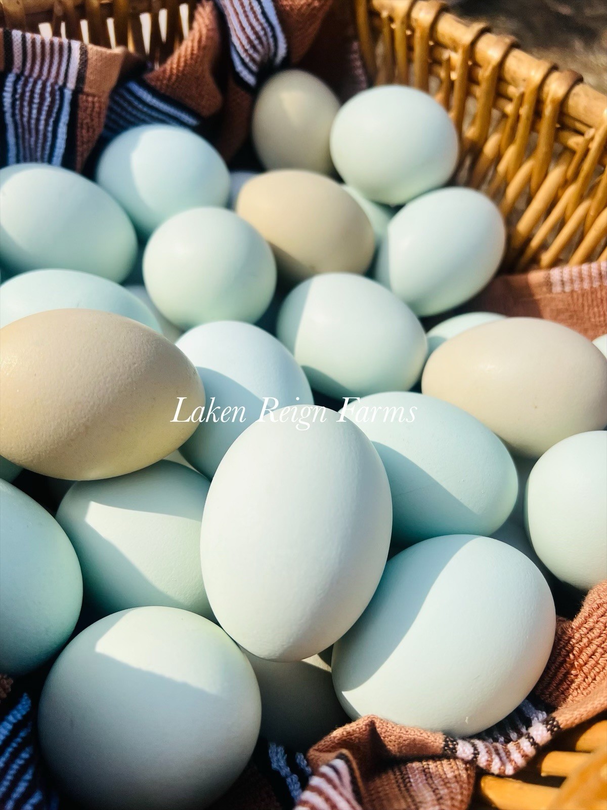 12 Rainbow Hatching Eggs Blooms, Speckles, NPIP/AI