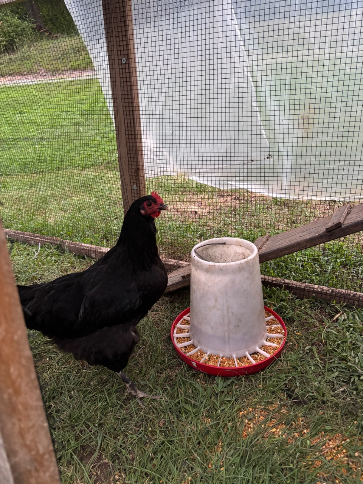Dozen Hatching Eggs Dark Layers