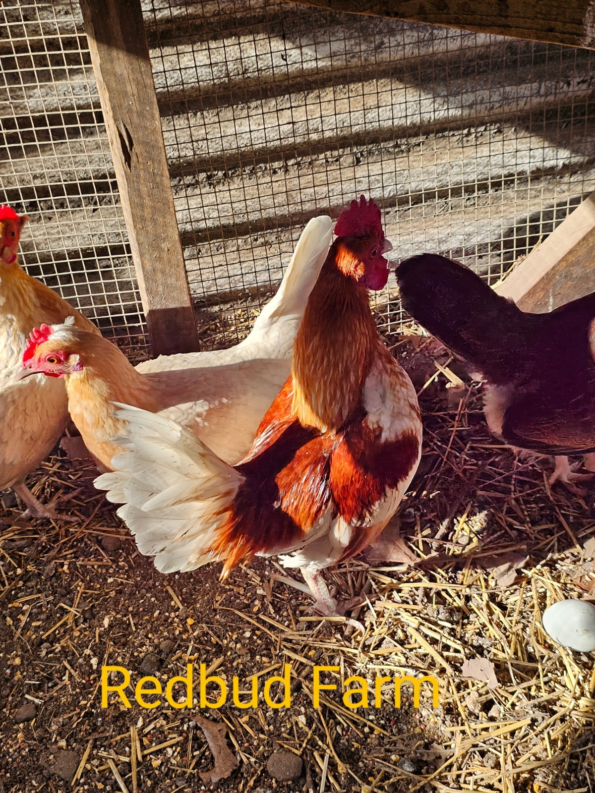 12 Old English Bantams