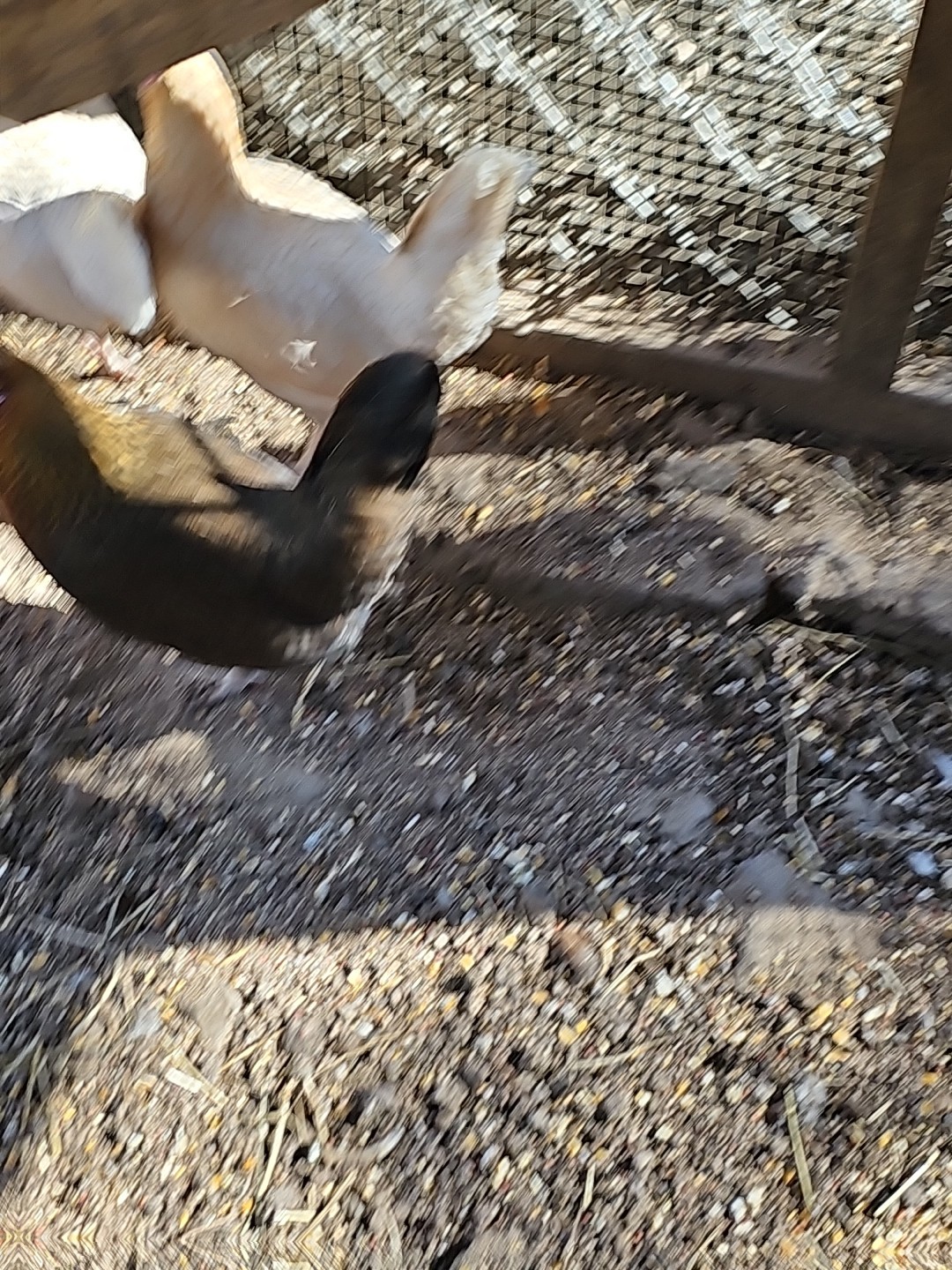 12 Old English Bantams