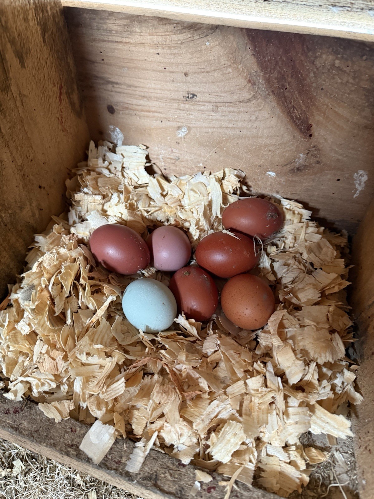 12+ Black Copper Marans • NPIP/AI Clean