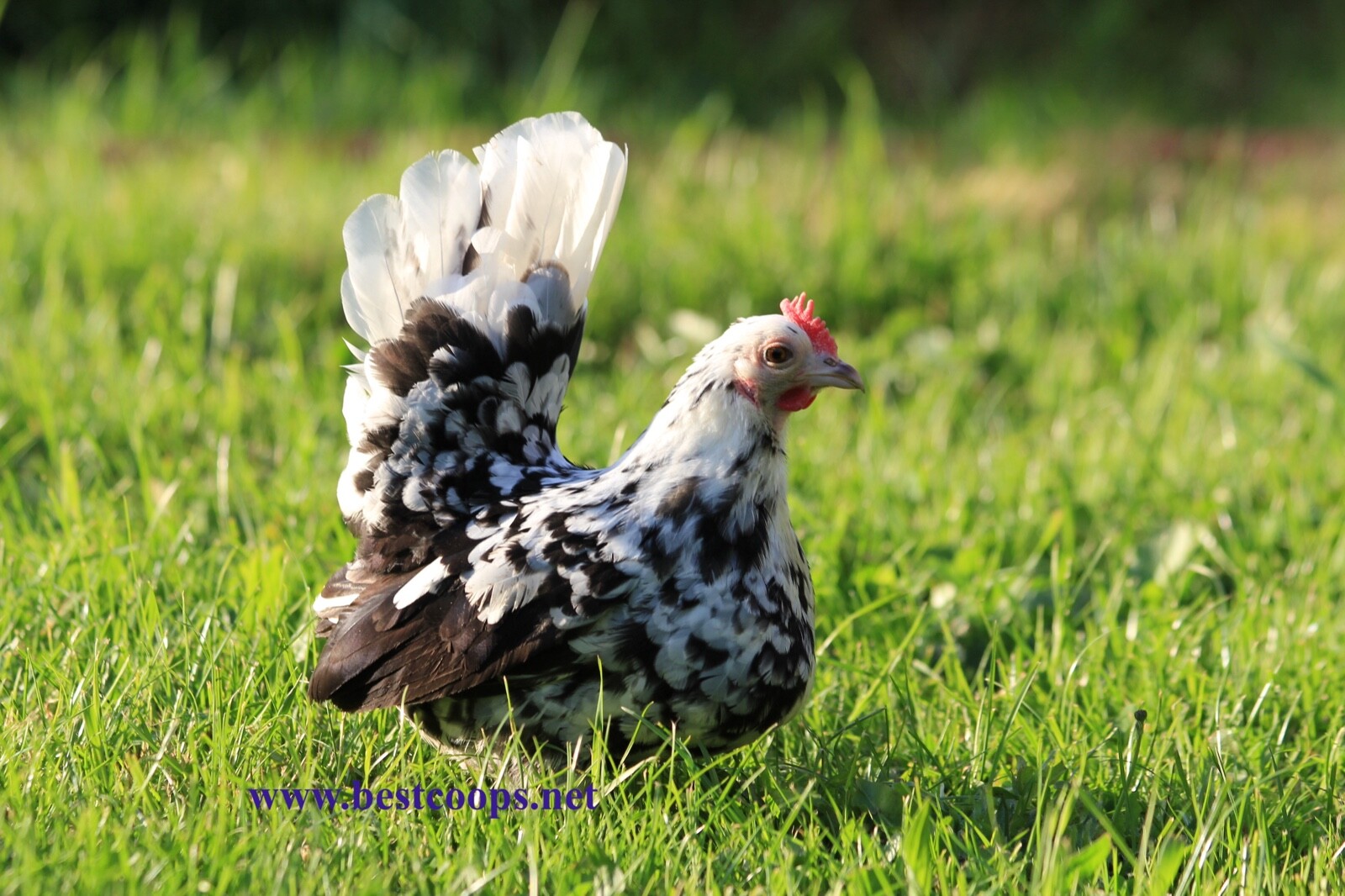 4+ Fertile Show Quality Serama Chicken Hatching Eggs