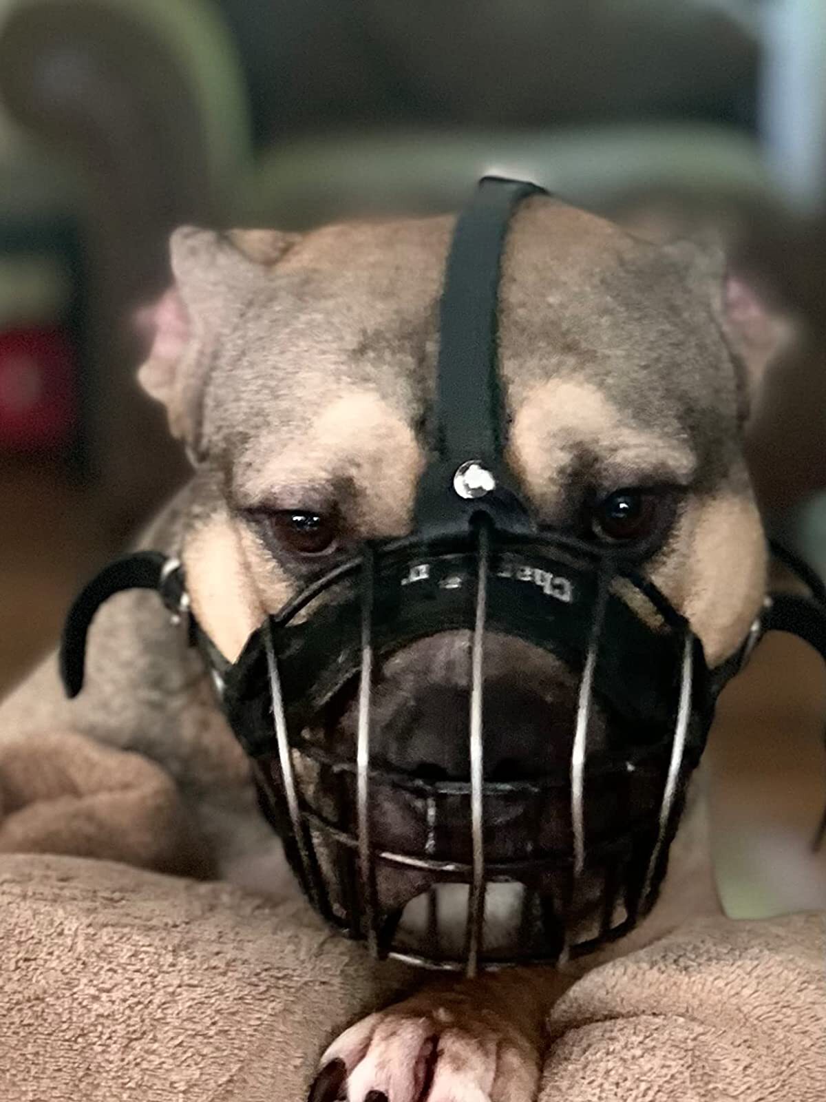 Dog Muzzle | Resistant Polymer Coated Metal | Amstaff Pitbull & Bull Terrier