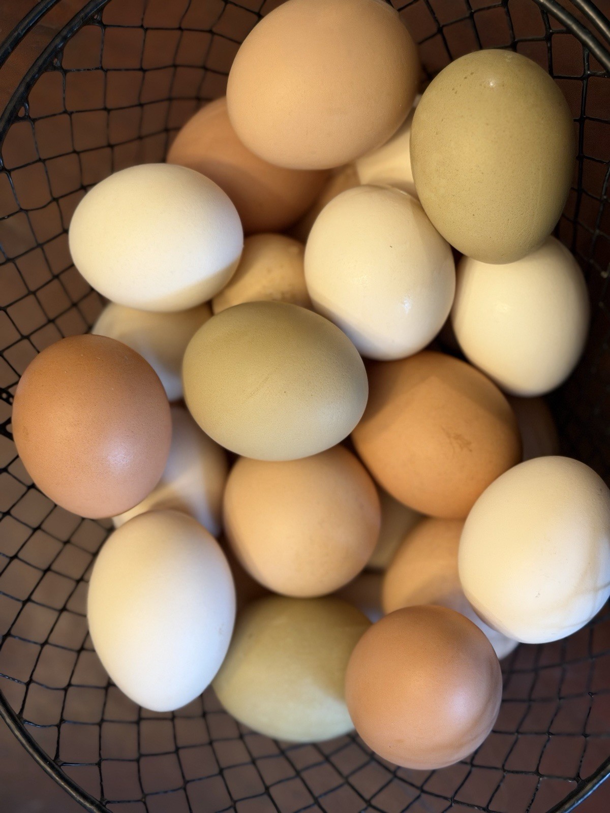 6 Fancy Barnyard Mix Hatching Eggs