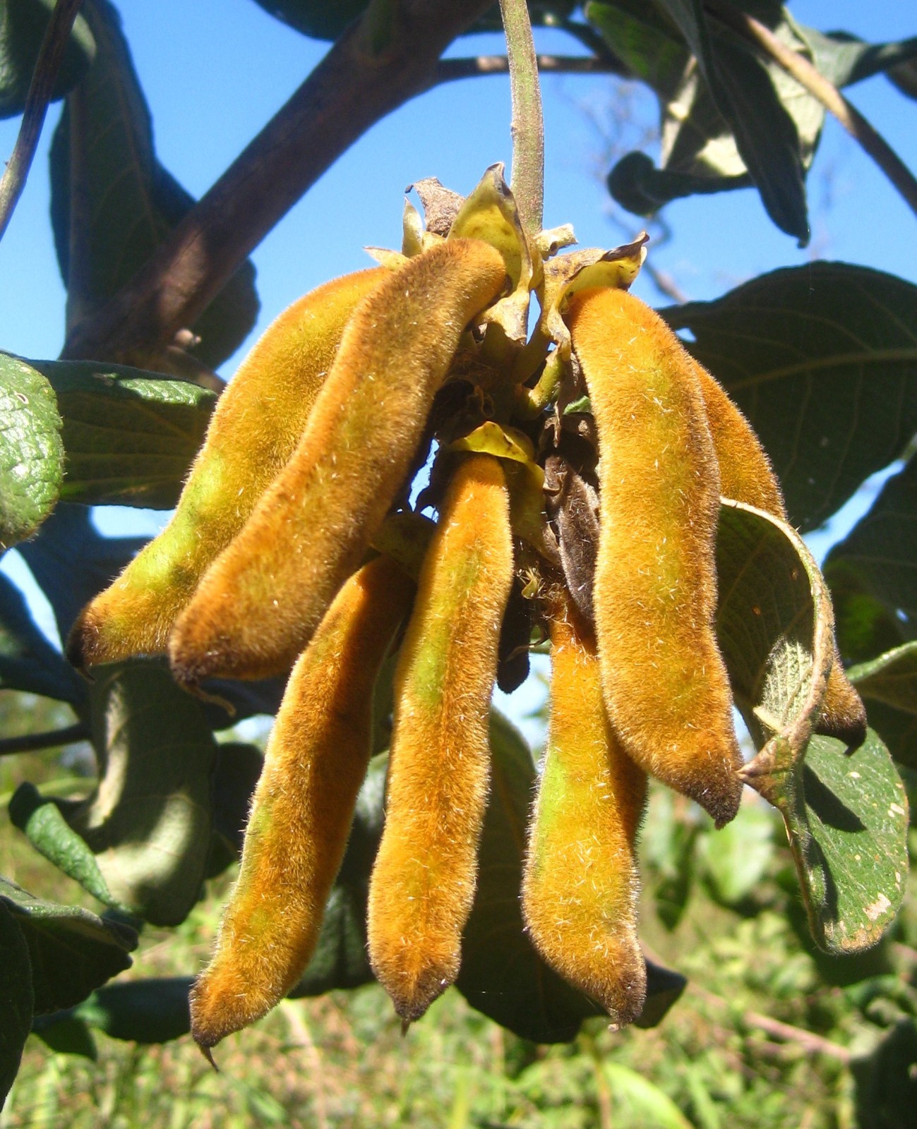 focus factor - MUCUNA PRURIENS EXTRACT -2B- increase endurance