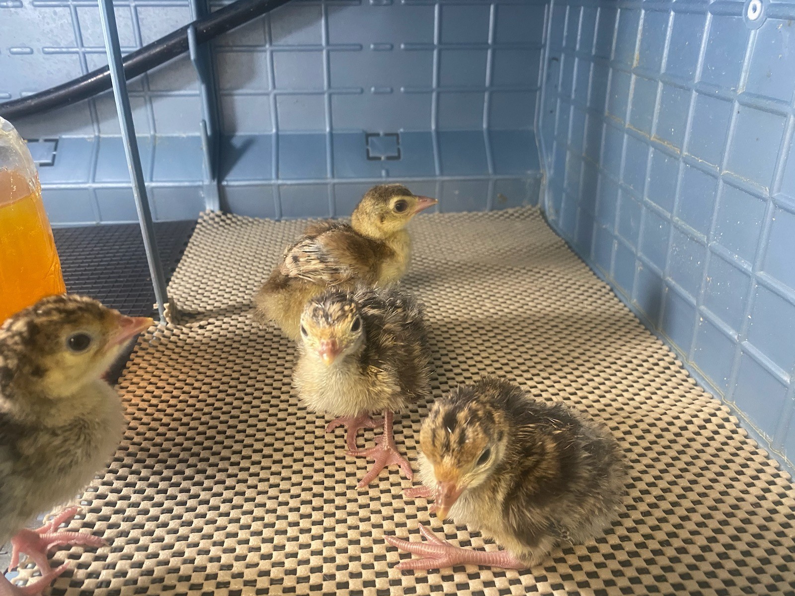 12 Osceola Hybrid Turkey Hatching Eggs (We ship 14 eggs).