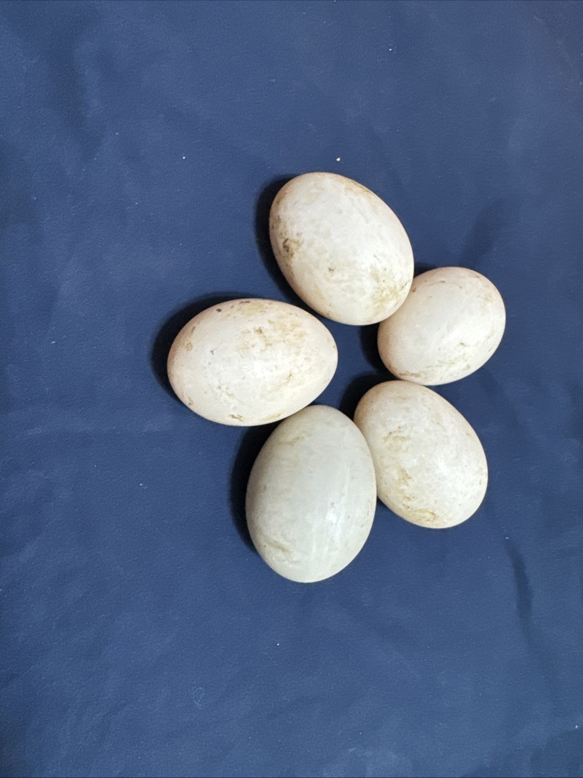 Blue Swedish duck Hatching Eggs, blue black silver ￼