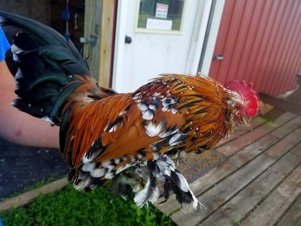 12 Fertile Hatching Eggs - Assorted Barnyard mix. MARANS POSSIBLE *RARE BREEDS*