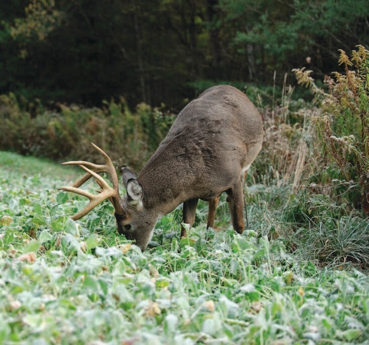 5 Lb Buckwheat SEED Forage Food Plot Bulk DEER Plot turkey attractant BIRDS NEW
